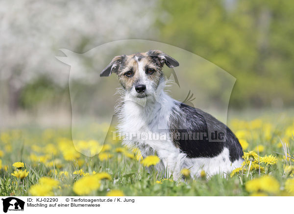 Mischling auf einer Blumenwiese / Mongrel on a flower meadow / KJ-02290