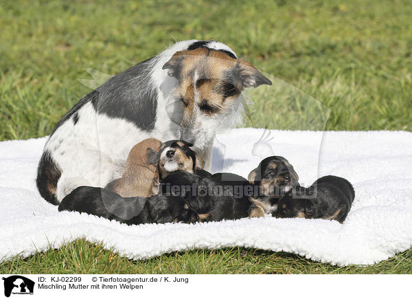 Mischling Mutter mit ihren Welpen / Mongrel mother with her puppies / KJ-02299