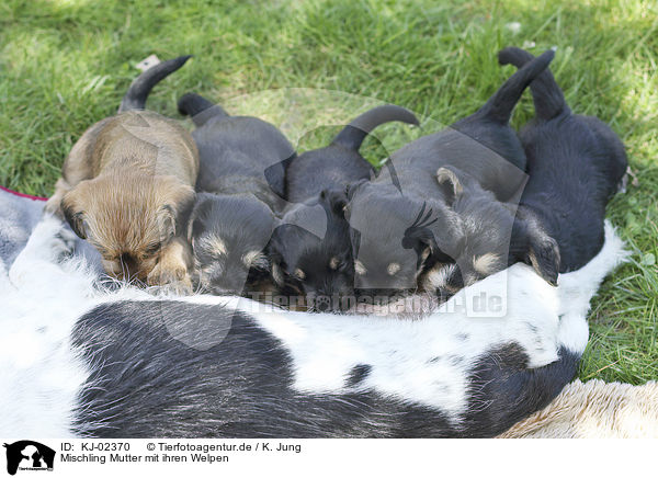 Mischling Mutter mit ihren Welpen / Mongrel mother with her puppies / KJ-02370