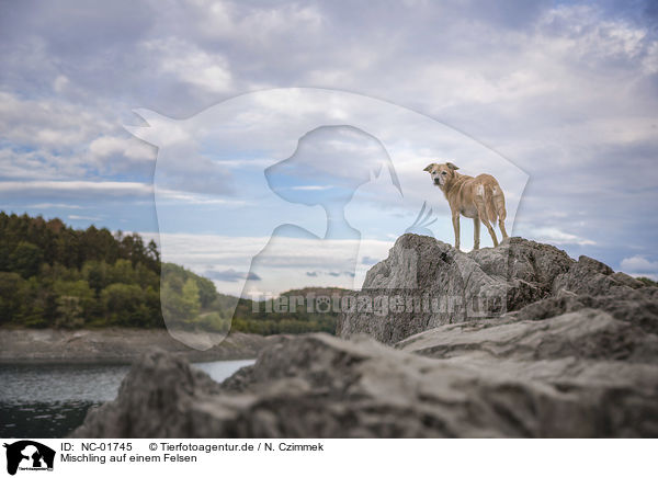 Mischling auf einem Felsen / Mongrel on a rock / NC-01745