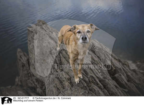 Mischling auf einem Felsen / Mongrel on a rock / NC-01777