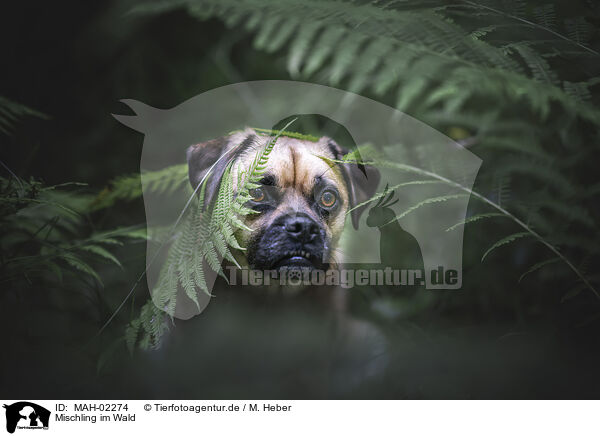 Mischling im Wald / mongrel dog in the forest / MAH-02274