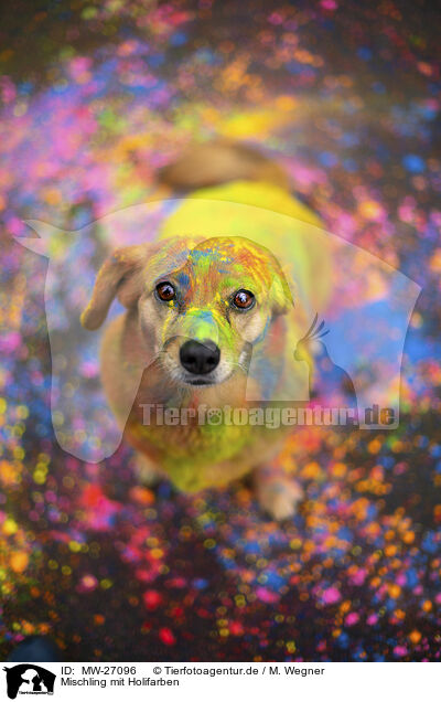 Mischling mit Holifarben / Mongrel with holi colours / MW-27096