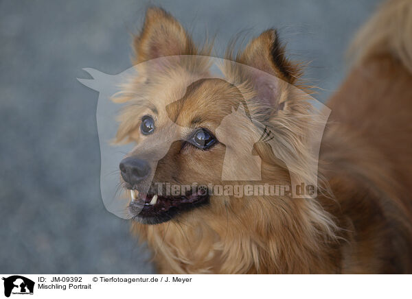 Mischling Portrait / mongrel portrait / JM-09392