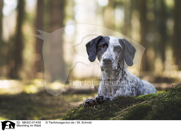 Mischling im Wald / Mongrel in the woods / MASC-01458