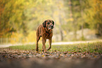 Bayerischer-Gebirgsschweihund-Golden-Retriver-Mischling