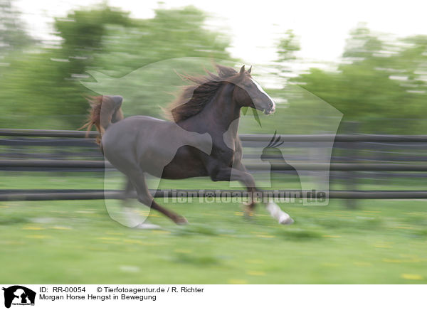 Morgan Horse Hengst in Bewegung / morgan horse in action / RR-00054