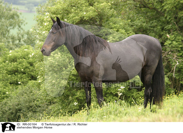 stehendes Morgan Horse / RR-00164