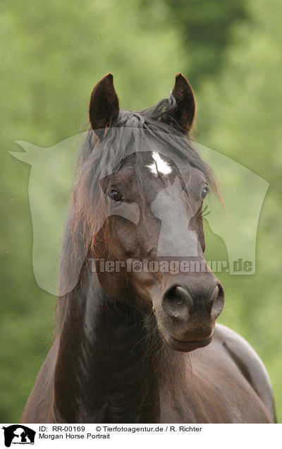 Morgan Horse Portrait / RR-00169