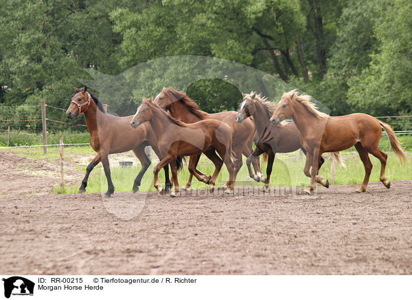 Morgan Horse Herde / RR-00215