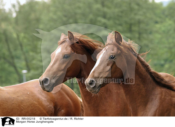 Morgan Horse Junghengste / RR-00218