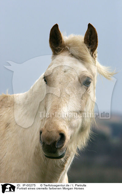 Portrait eines cremello farbenen Morgan Horses / Morgan Horse / IP-00275