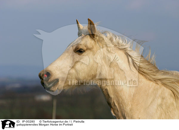 galoppierendes Morgan Horse im Portrait / Morgan Horse / IP-00280