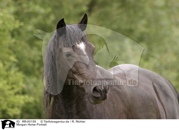 Morgan Horse Portrait / Morgan Horse Portrait / RR-00158