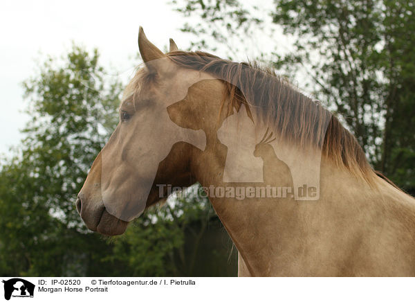 Morgan Horse Portrait / IP-02520