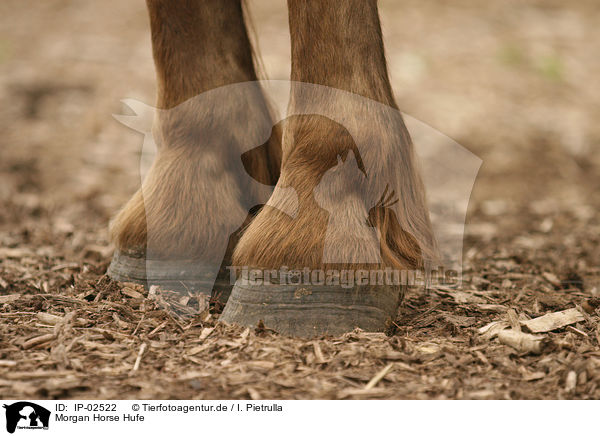 Morgan Horse Hufe / IP-02522