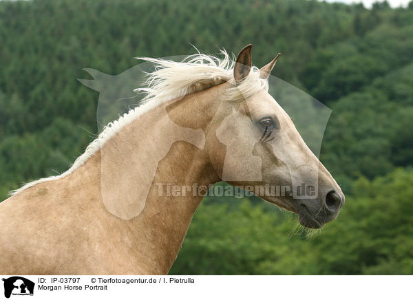 Morgan Horse Portrait / Morgan horse portrait / IP-03797