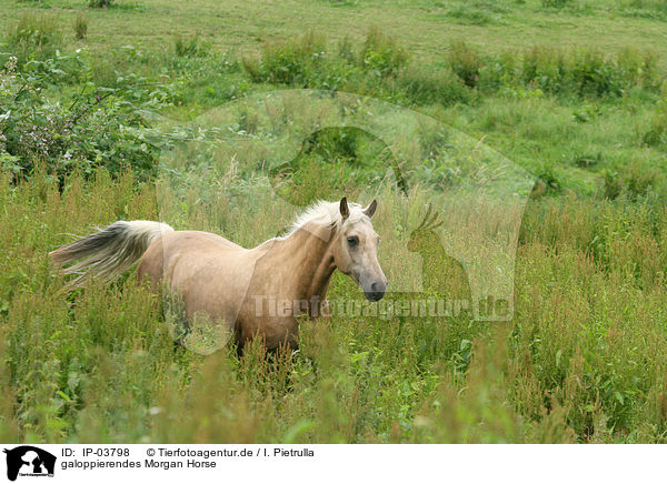 galoppierendes Morgan Horse / IP-03798