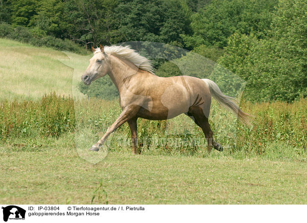 galoppierendes Morgan Horse / galloping Morgan horse / IP-03804