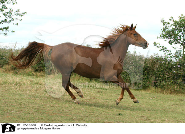 galoppierendes Morgan Horse / galloping Morgan horse / IP-03808