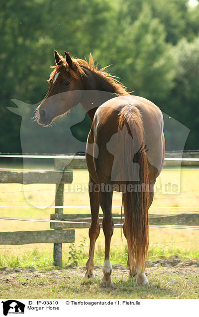 Morgan Horse / Morgan horse / IP-03810