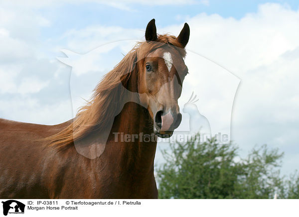 Morgan Horse Portrait / Morgan horse portrait / IP-03811