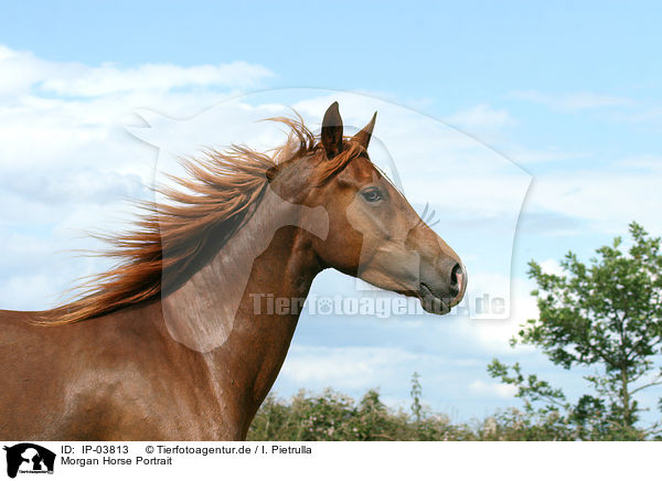 Morgan Horse Portrait / Morgan horse portrait / IP-03813