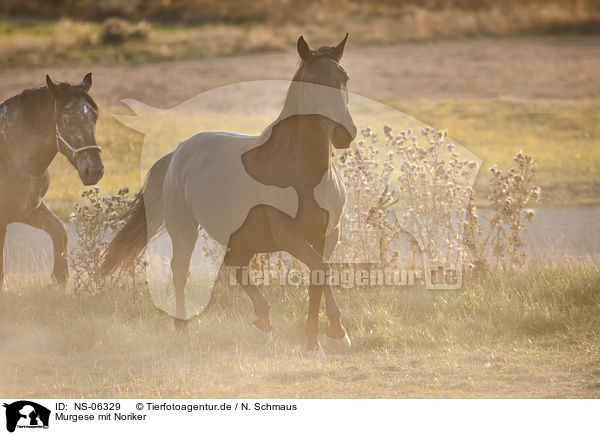 Murgese mit Noriker / Murgese with Noriker Horse / NS-06329