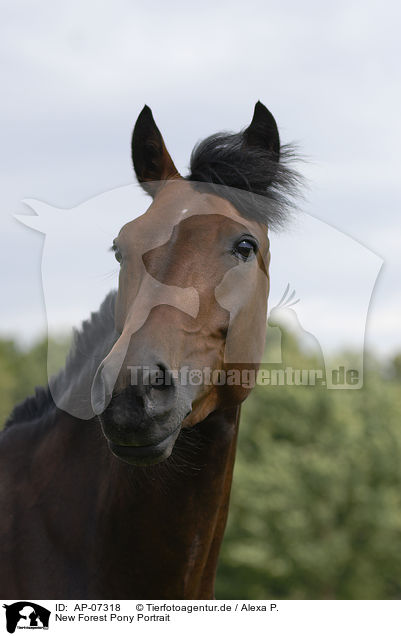 New Forest Pony Portrait / New Forest Pony Portrait / AP-07318