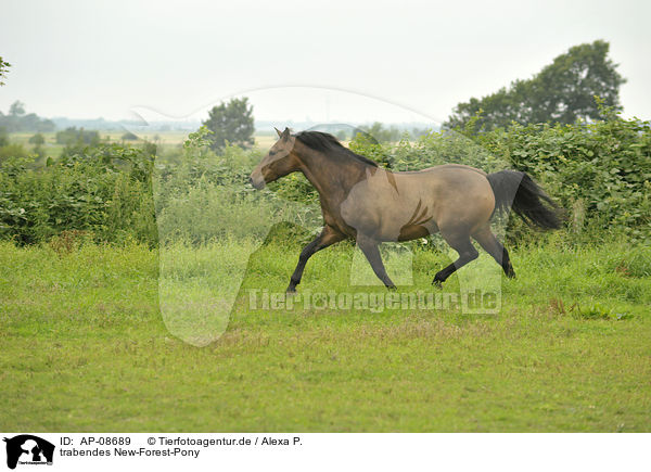 trabendes New-Forest-Pony / AP-08689