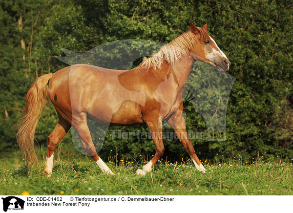 trabendes New Forest Pony / trotting New Forest Pony / CDE-01402