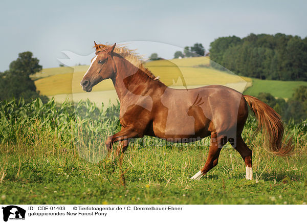 galoppierendes New Forest Pony / galloping New Forest Pony / CDE-01403