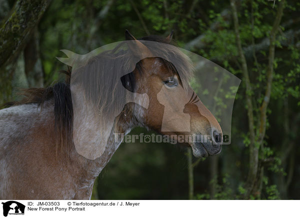 New Forest Pony Portrait / JM-03503
