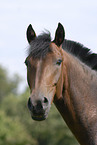 New Forest Pony Portrait