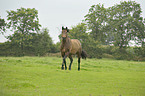 trabendes New-Forest-Pony