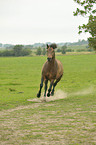 galoppierendes New-Forest-Pony