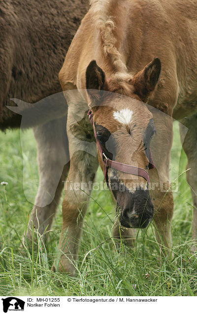 Noriker Fohlen / foal / MH-01255