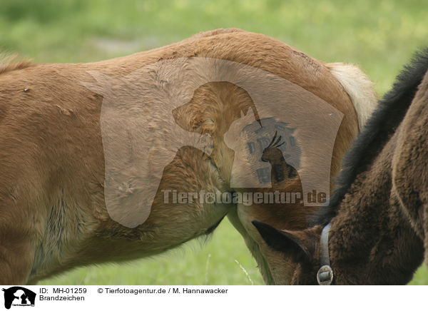 Brandzeichen / branded foal / MH-01259