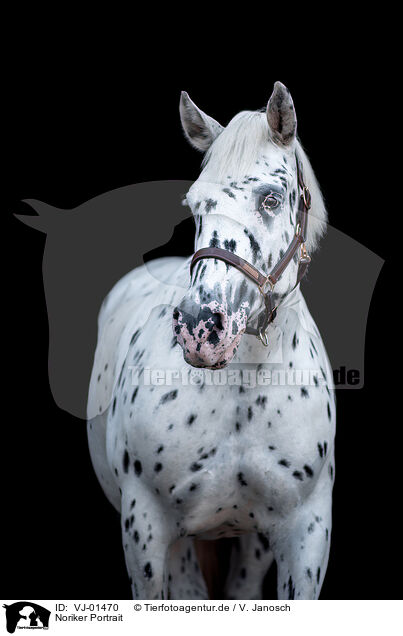 Noriker Portrait / Noriker Horse portrait / VJ-01470