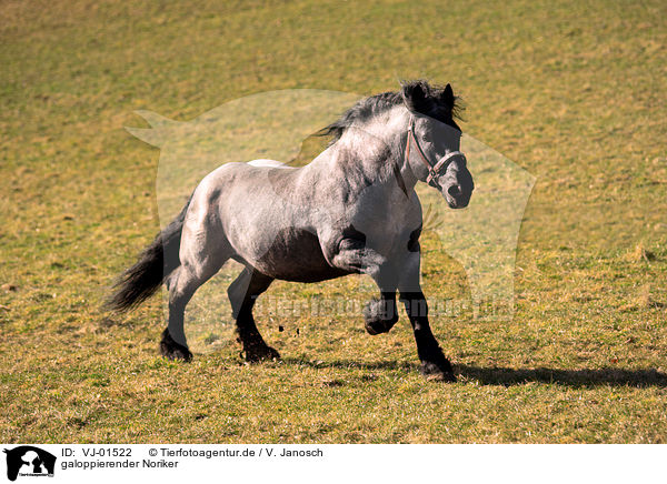 galoppierender Noriker / galloping Noriker Horse / VJ-01522