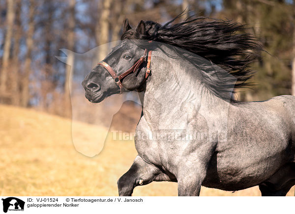 galoppierender Noriker / galloping Noriker Horse / VJ-01524