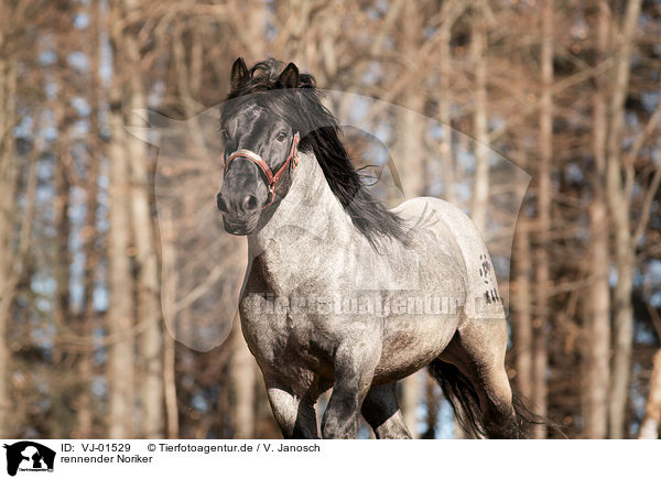 rennender Noriker / running Noriker Horse / VJ-01529