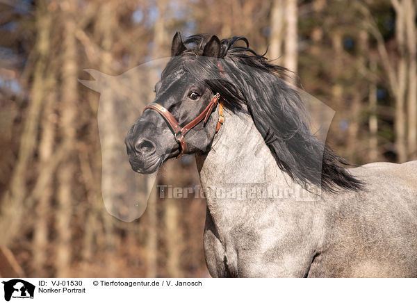 Noriker Portrait / Noriker Horse portrait / VJ-01530
