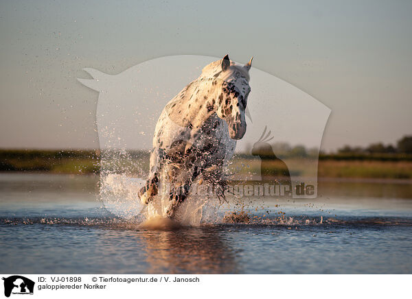 galoppiereder Noriker / galloping Noriker Horse / VJ-01898