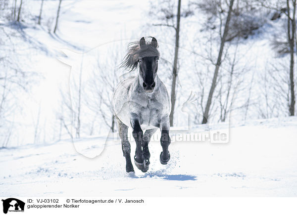 galoppierender Noriker / galloping Noriker Horse / VJ-03102