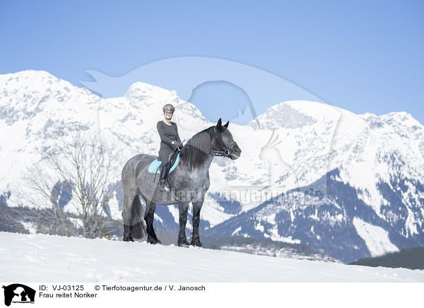 Frau reitet Noriker / woman rides Noriker Horse / VJ-03125