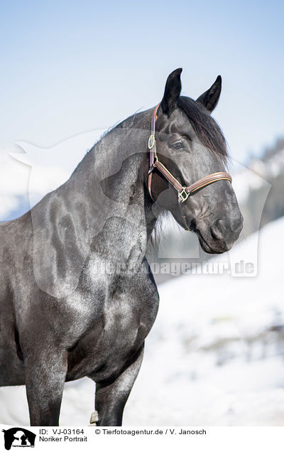 Noriker Portrait / Noriker Horse Portrait / VJ-03164