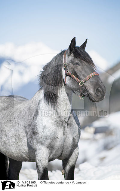 Noriker Portrait / Noriker Horse Portrait / VJ-03165