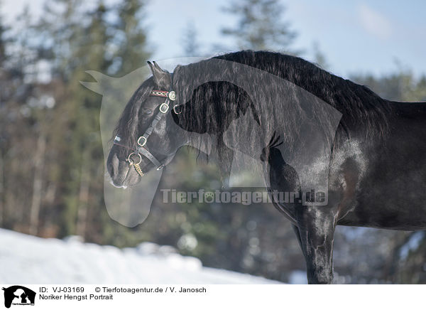 Noriker Hengst Portrait / Noriker Horse Stallion Portrait / VJ-03169
