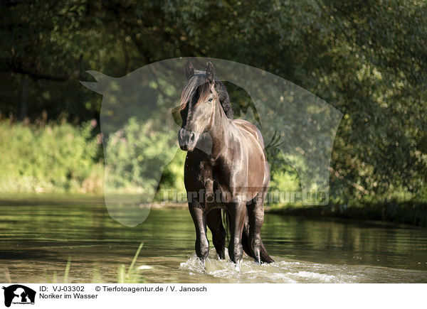 Noriker im Wasser / Noriker Horse in the water / VJ-03302